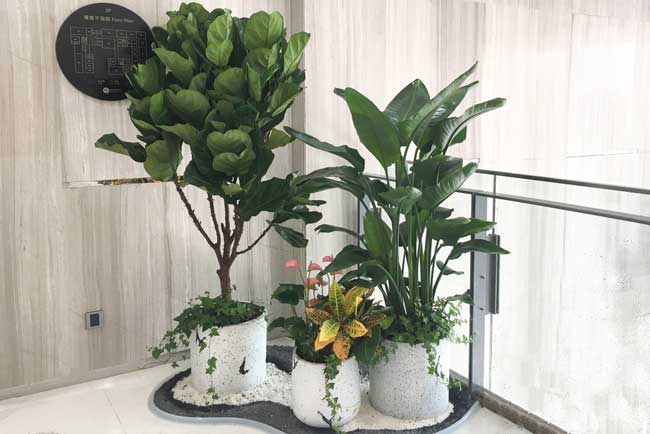 深圳前海国际会议中心绿植服务