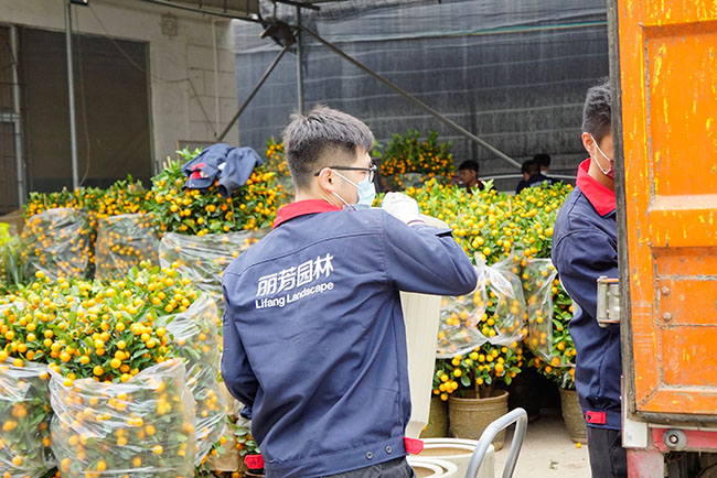 节日美陈年花年桔摆放