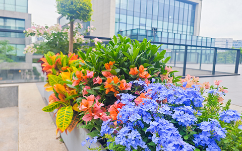 丽芳园林案例——润慧科技园，用绿意打造“疗愈型”商业空间